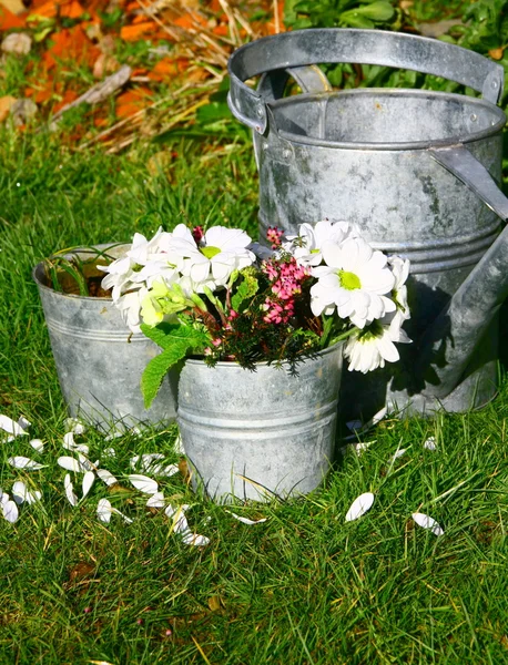 A bunch of daisy white in a watering can — Stock Photo, Image