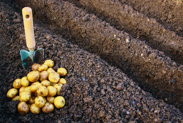 Mutfak bahçesinde patates ekimi — Stok fotoğraf