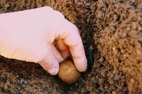 Plantação de batatas no jardim da cozinha — Fotografia de Stock