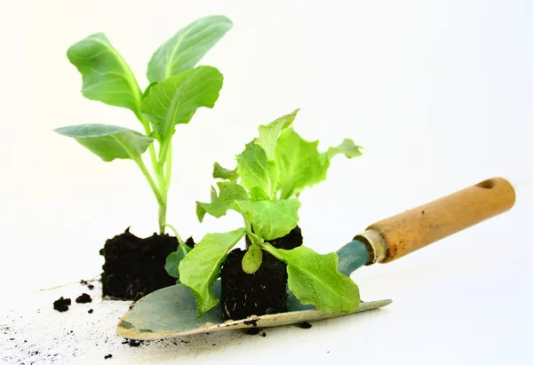Zelenina, salát bio a nástroj v kuchyňské zahradě — Stock fotografie