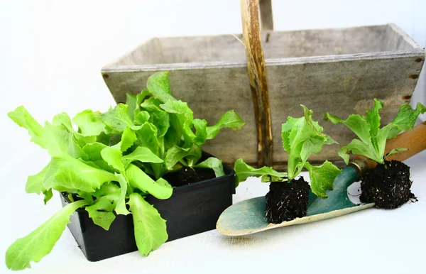 Sebze, salata biyo ve aracı Mutfak Bahçe — Stok fotoğraf