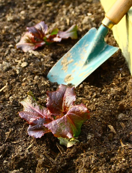 Vegetable,salad bio and tool in the kitchen garden — Stock Photo, Image