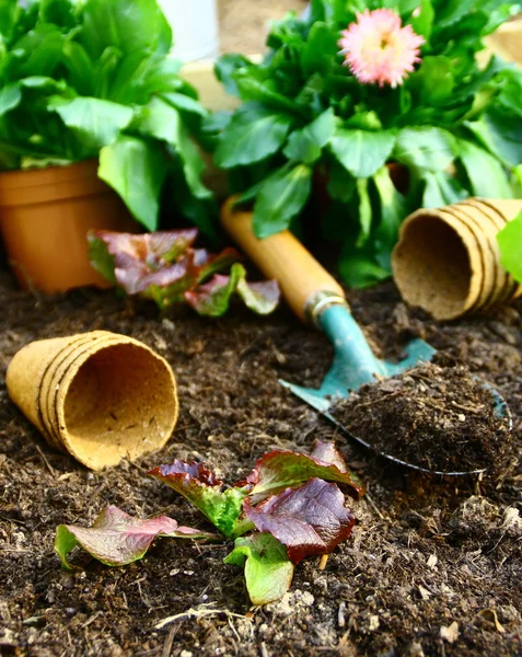 Warzyw, Sałatka bio i narzędzia w kitchen garden — Zdjęcie stockowe