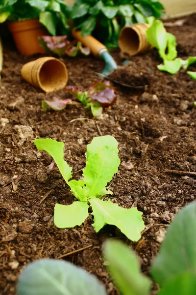 Vegetais, salada bio e ferramenta no jardim da cozinha — Fotografia de Stock