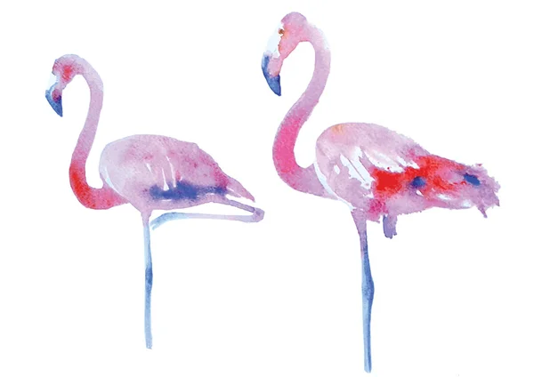 Flamingos konst akvarell — Stock vektor