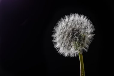 Siyah arka plan üzerine izole tek karahindiba kafa