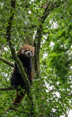Red Panda rahat bir ağaçta oturuyor