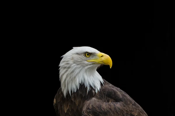 Bald eagle in profile isolated on black background Royalty Free Stock Images