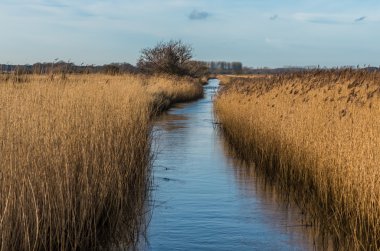 Water filled drainage dyke edged with Norfolk reeds under a blue clipart