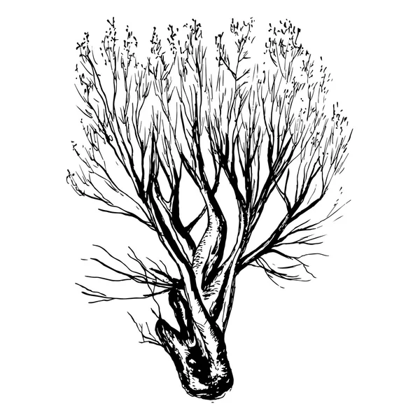 Silueta de árbol dibujada a mano y tocón sobre fondo blanco — Vector de stock