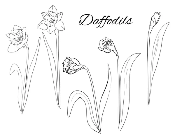 Black and white different daffodils silhouettes — Stock Vector