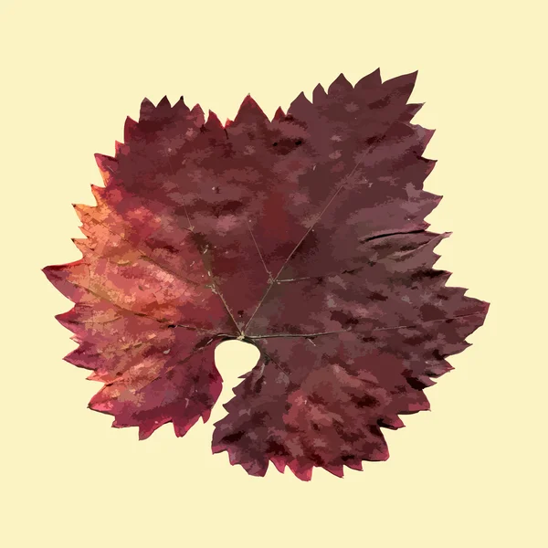 Feuille de raisin d'automne isolée — Image vectorielle