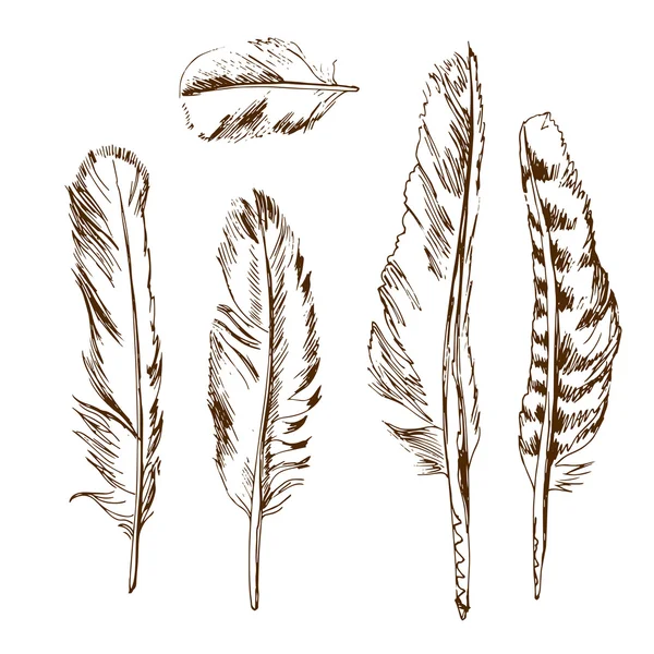 Hand drawn different types of birds feather — Stock Vector