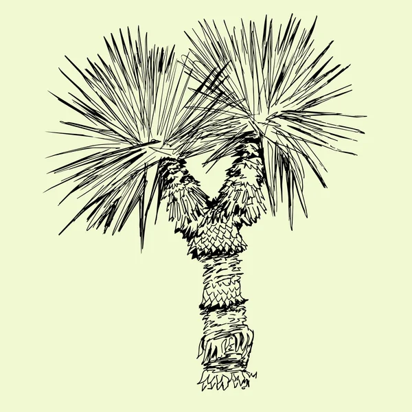 Hand drawn black and white single palm tree — Stock Vector