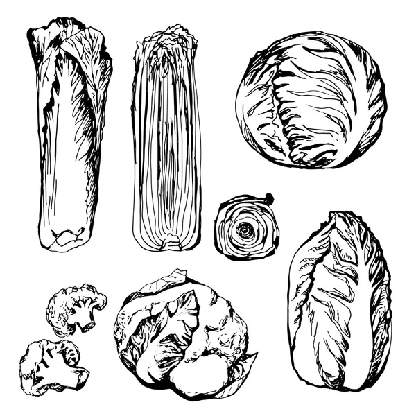 Verduras verdes dibujadas a mano: coliflor, col, lechuga — Archivo Imágenes Vectoriales