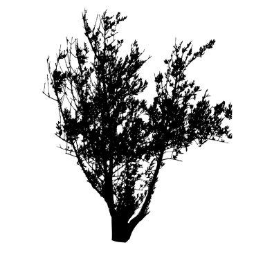 Bazı bush siyah siluetleri