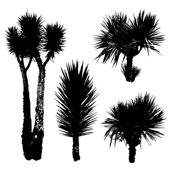 ᐈ Yucca flower drawing stock vectors, Royalty Free yucca illustrations