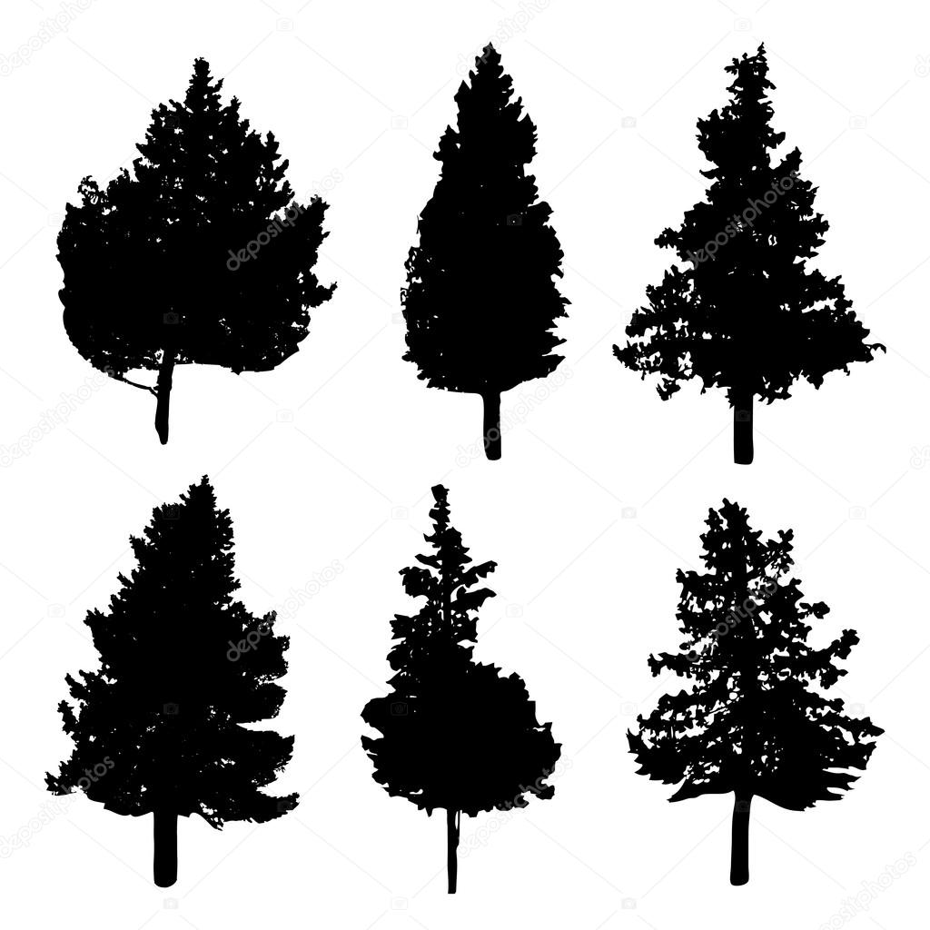 Silhouettes of different kind of fir and pine trees