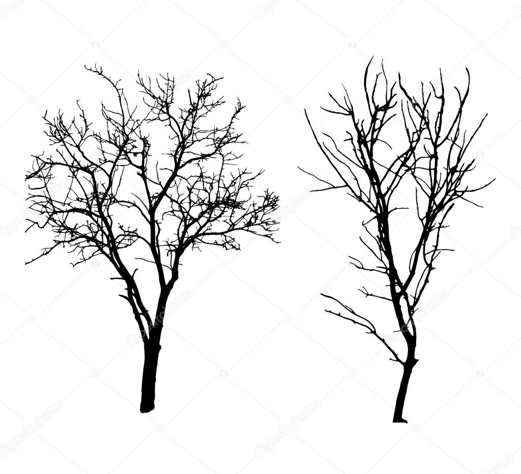 Two winter tree black silhouettes