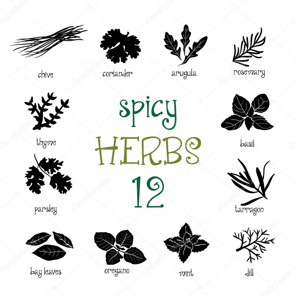 Web icon set of different spicy herbs