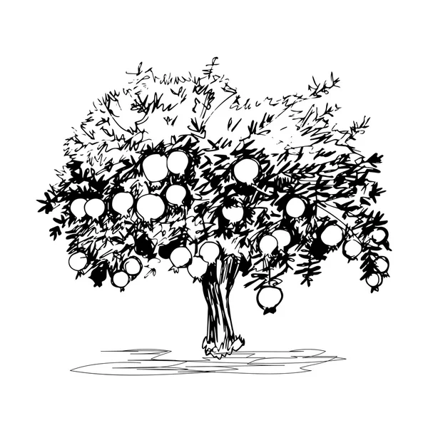 Árbol de granada dibujado a mano sobre fondo blanco — Vector de stock