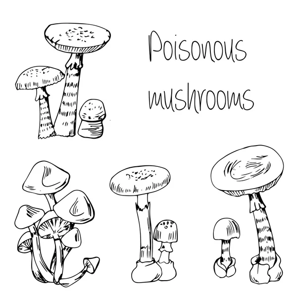 Type of poisonous mushrooms — Stock Vector