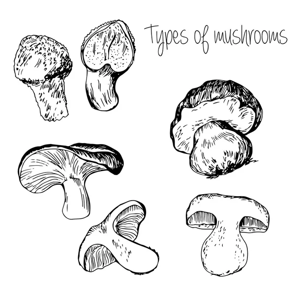 Hand drawn Types of mushrooms — Stock Vector