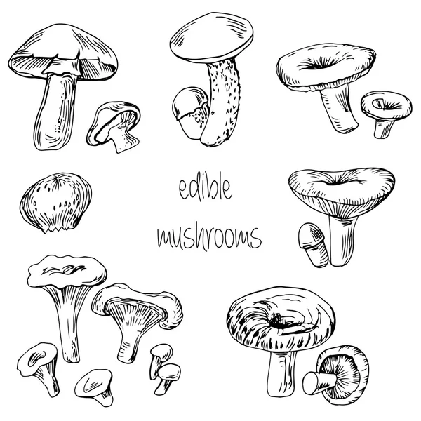 Set of hand drawn edible mushrooms — Stock Vector