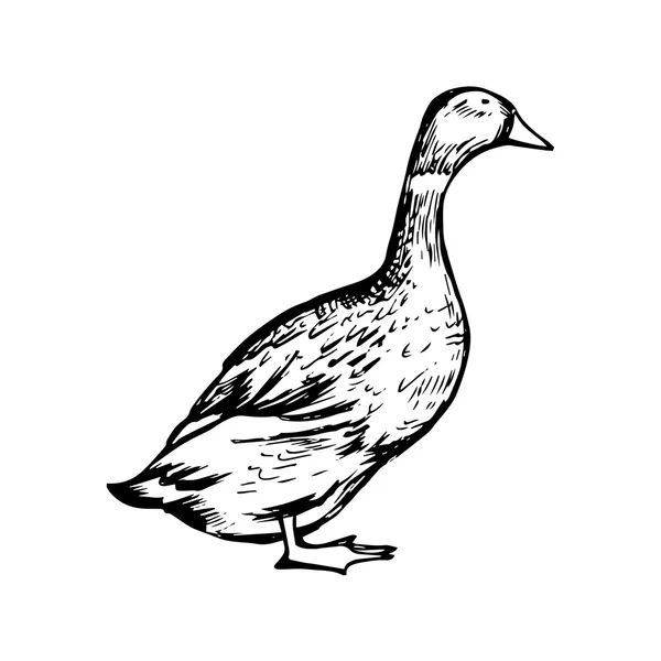 Hand drawn black and white duck — Stock Vector