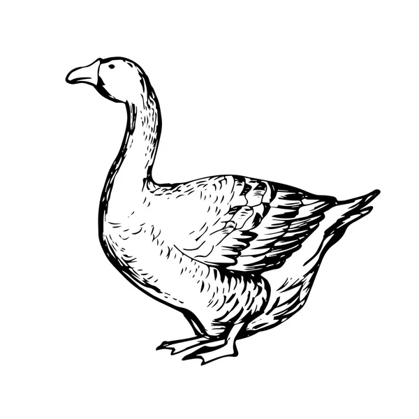 Hand drawn black and white goose — Stock Vector