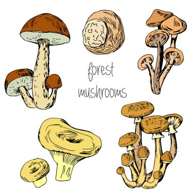 Forest edible mushrooms clipart