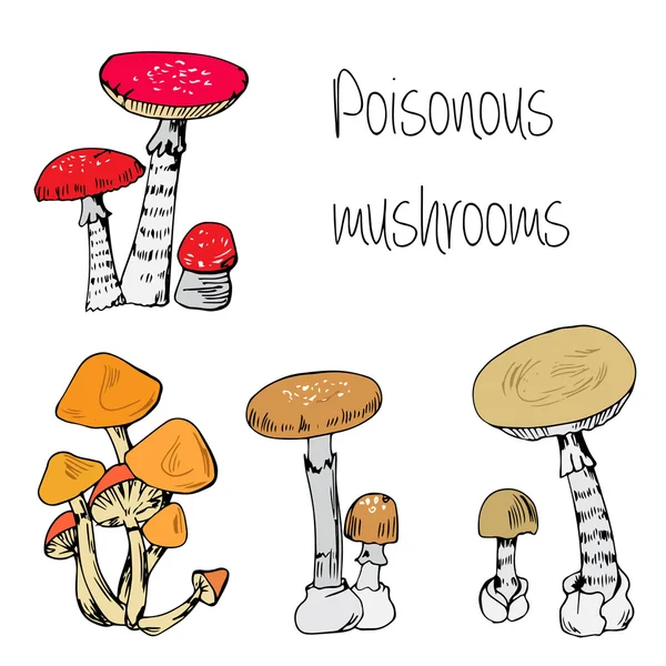 Type of poisonous mushrooms — Stock Vector