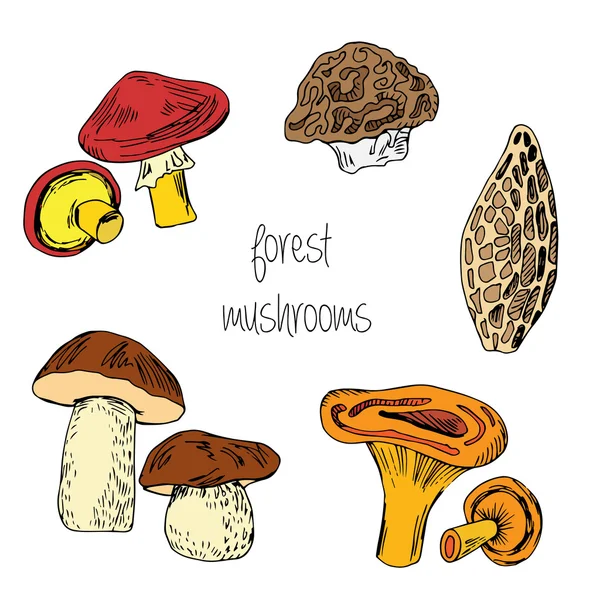 Ліс їстівні гриби — стоковий вектор