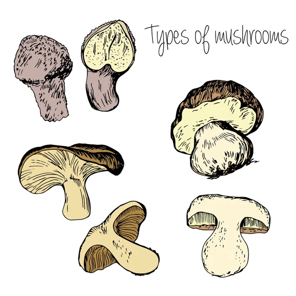 Hand drawn Types of mushrooms — Stock Vector