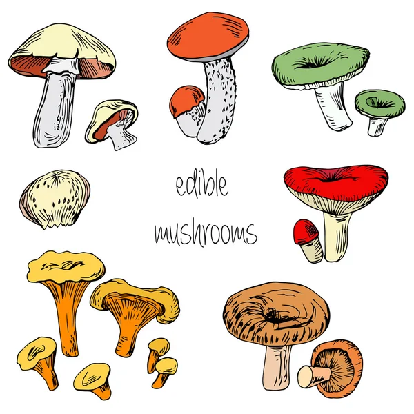Set of hand drawn edible mushrooms — Stock Vector