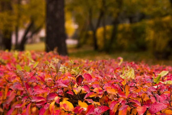 Leafs — Stock Photo, Image