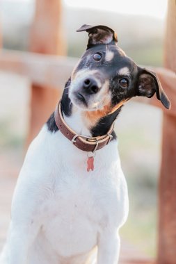 Jack Russell Terrier 'in portresi plajda ağaçtan geçitte seçici bir odak noktasında.