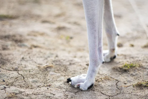 Dog Paws Footprints Mud Selective Focus Copy Space — Stock Photo, Image