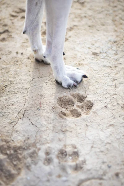 Dog Paws Footprints Mud Selective Focus Copy Space — Stock Photo, Image