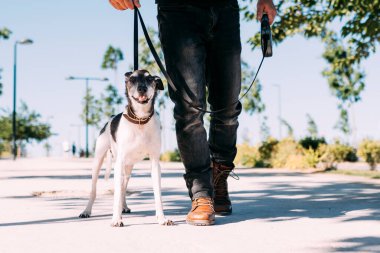 Beyaz Kafkas adam parkta yaşlı köpeği gezdiriyor, seçici odaklanma, kopyalama alanı