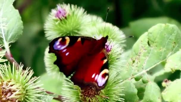 Peacock Butterfly Sienta Una Flor — Vídeos de Stock