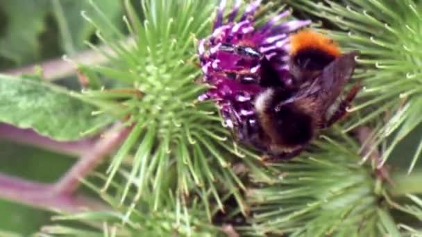 Две пчелы на цветке — стоковое видео