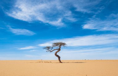 Çöldeki tek bir akasya ağacı mavi gökyüzü arka planına sahip, Sahel bölgesi, Moritanya