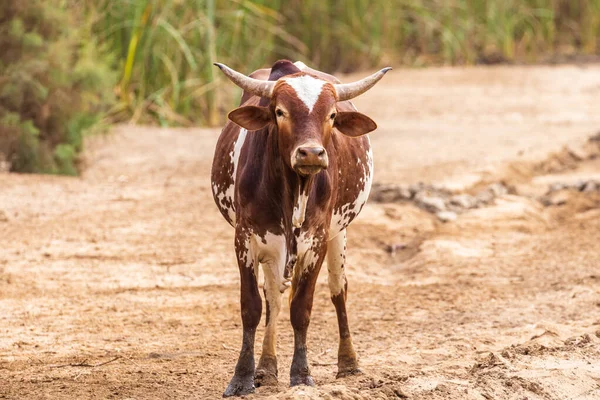 Vaca Africana Doméstica Uma Estrada Terra Mauritânia — Fotografia de Stock