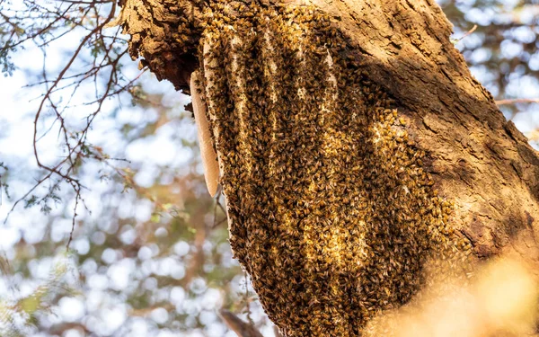 Baumrinde Mit Wildbienenstock Mauretanien Stockbild