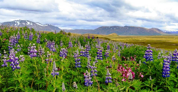 Landscape Snowcapped Mountains Green Valley Typical Icelandic Flowers Foreground — Stock Photo, Image