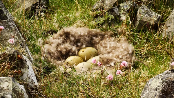 岩と石の間の芝生の地面に4個の卵が隠された鳥の巣 — ストック写真