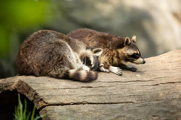 Close Two Raccoons Lying Side Side Hollow Log — Stock Photo, Image