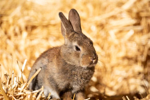 サイドビューかわいいウサギのウサギのクローズアップ黄金の干し草の山に座って — ストック写真