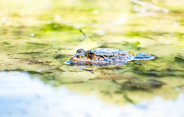 Oppervlakte Close Van Kikker Pad Wildernis Een Heldere Zonnige Dag — Stockfoto